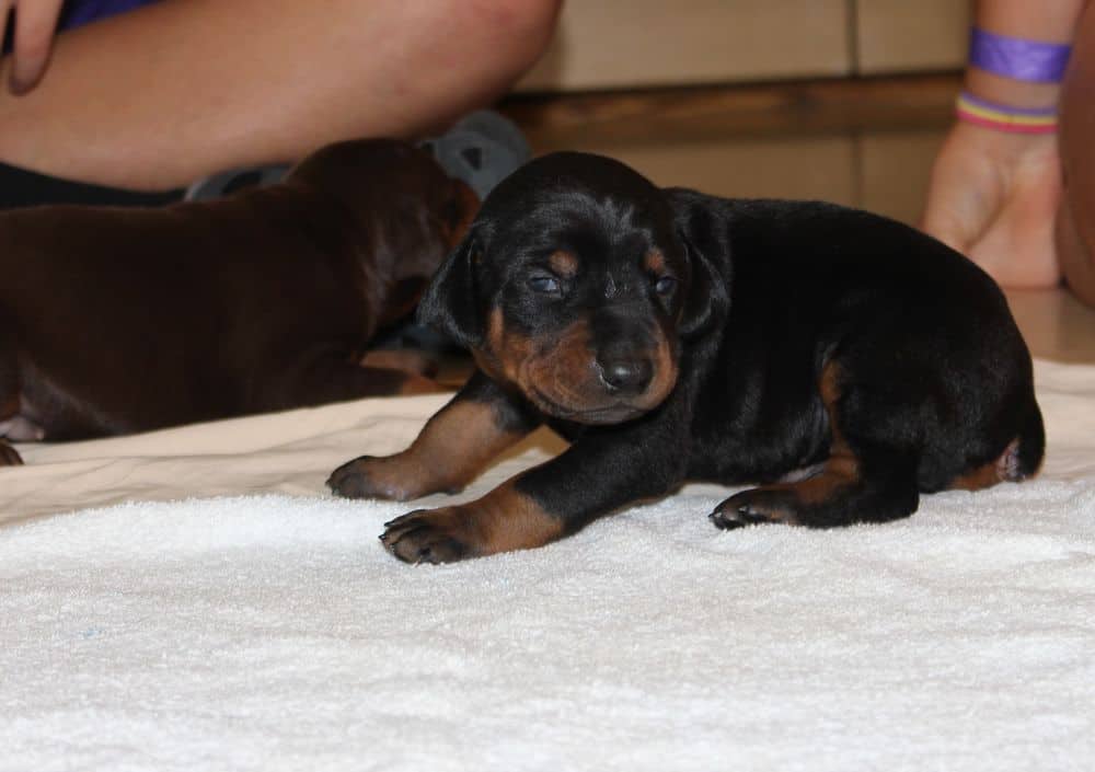 2 week old black and rust, red and rust doberman puppies
