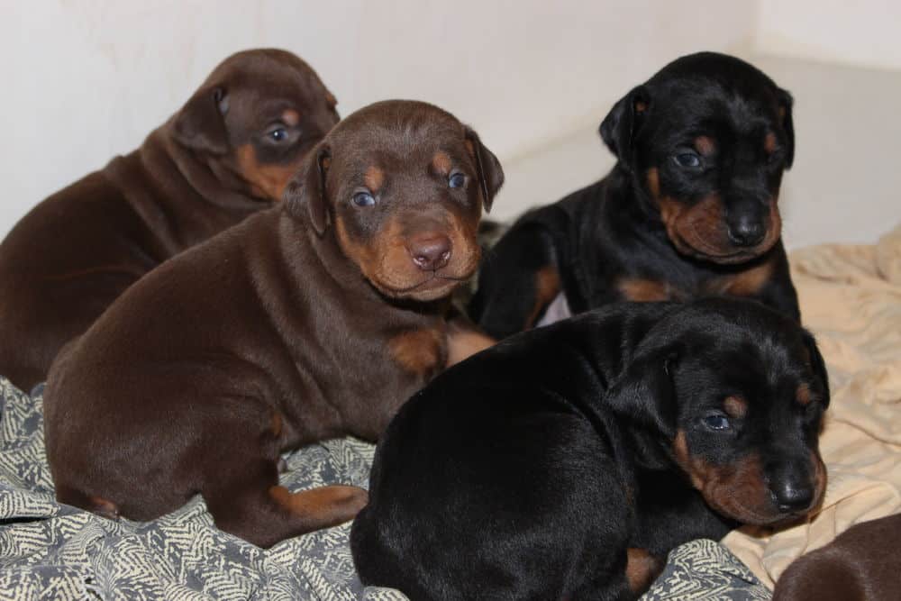 2-1/2  week old black and rust, red and rust doberman puppies