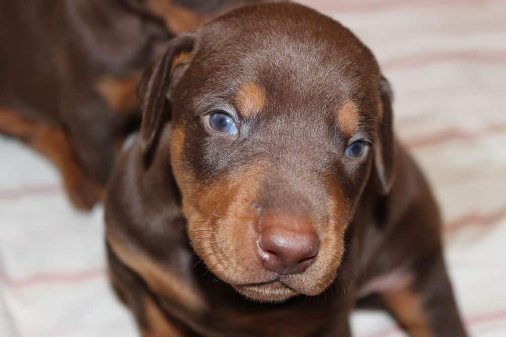 3 week old red and rust doberman puppy