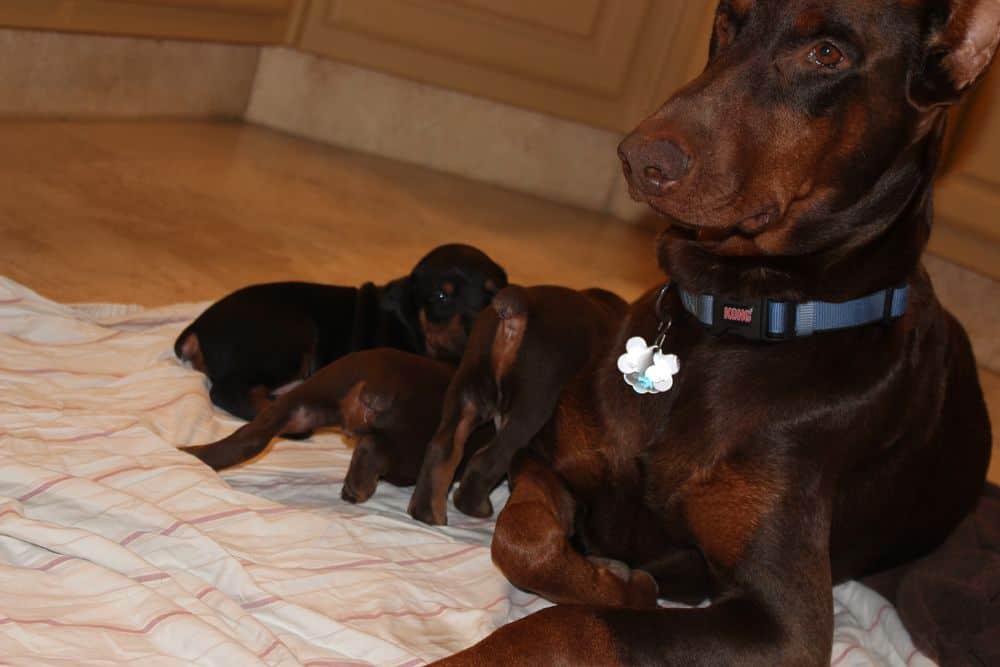 3 week old black and rust, red and rust doberman puppies