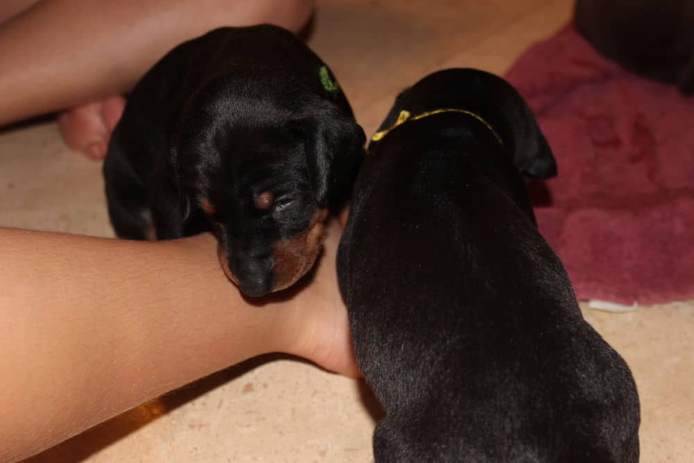 3 week old black and rust, red and rust doberman puppies