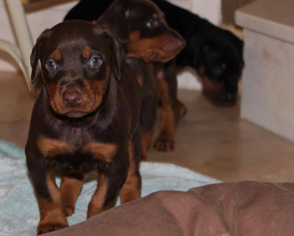 4-1/2 week old red and rust doberman puppy