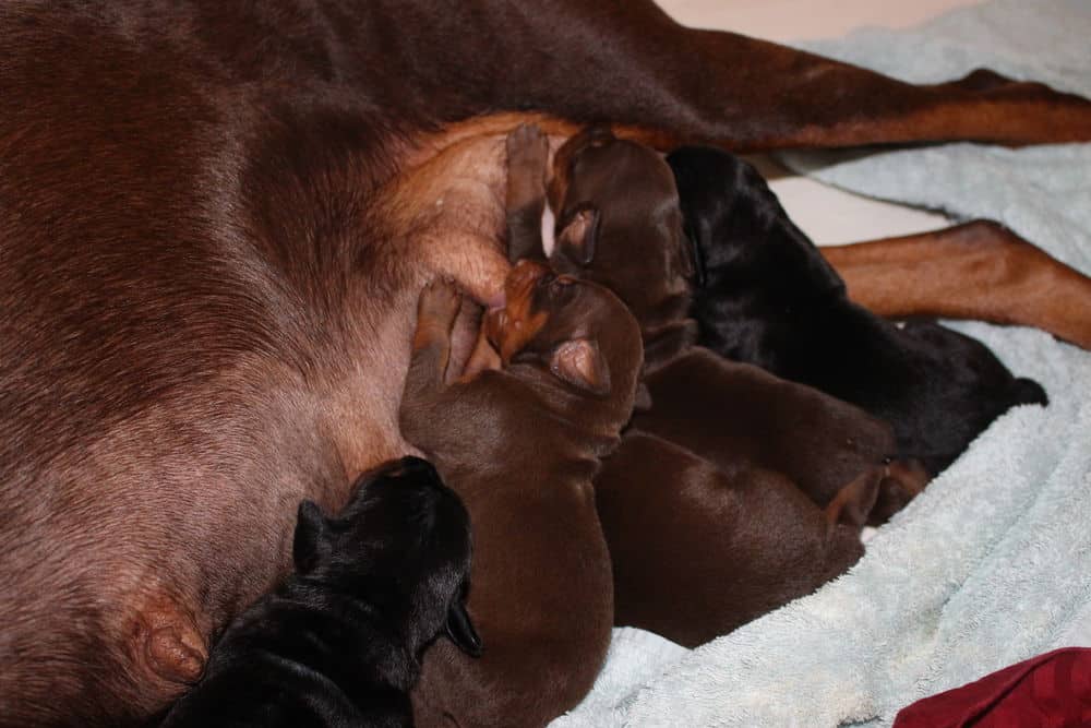 6 day old red and rust, black and rust doberman puppies