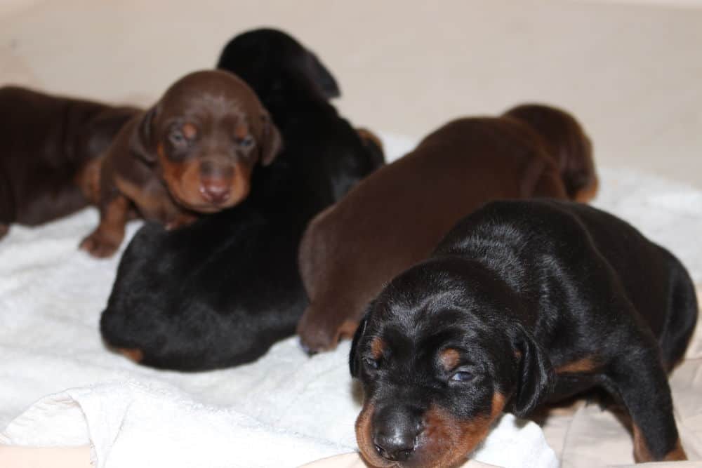 almost 2 week old black and rust, red and rust doberman puppies