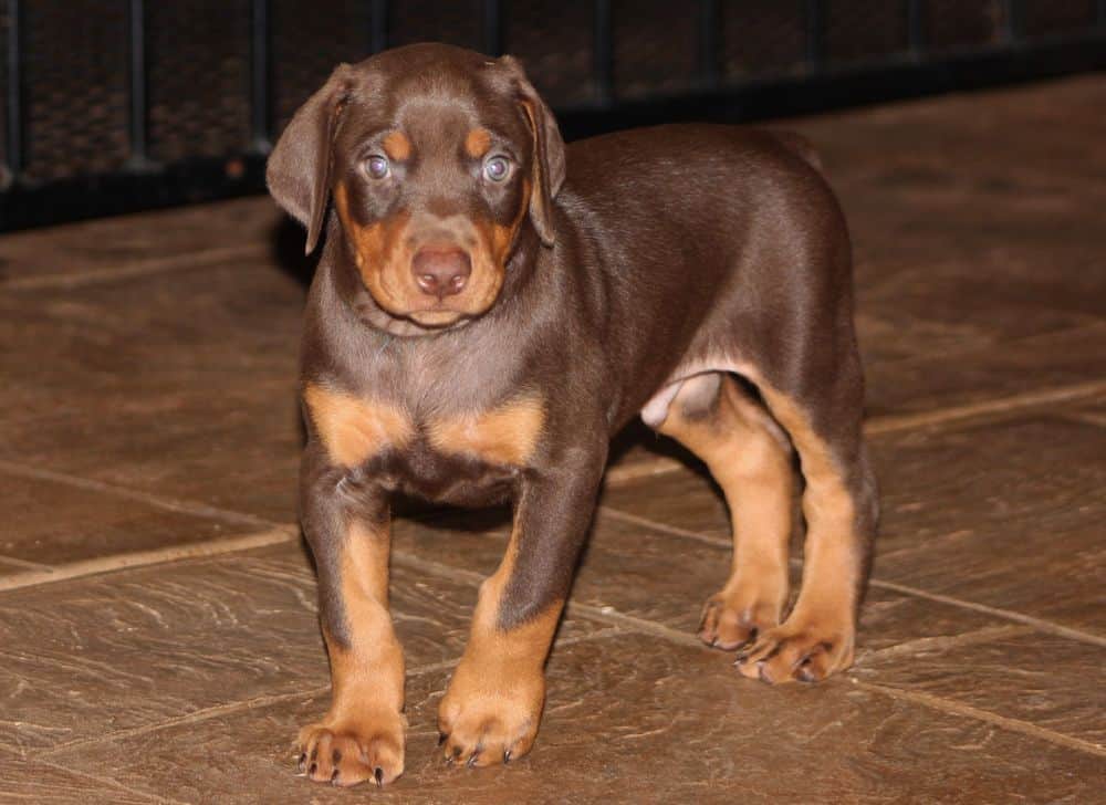 5 week old red and rust male doberman puppy