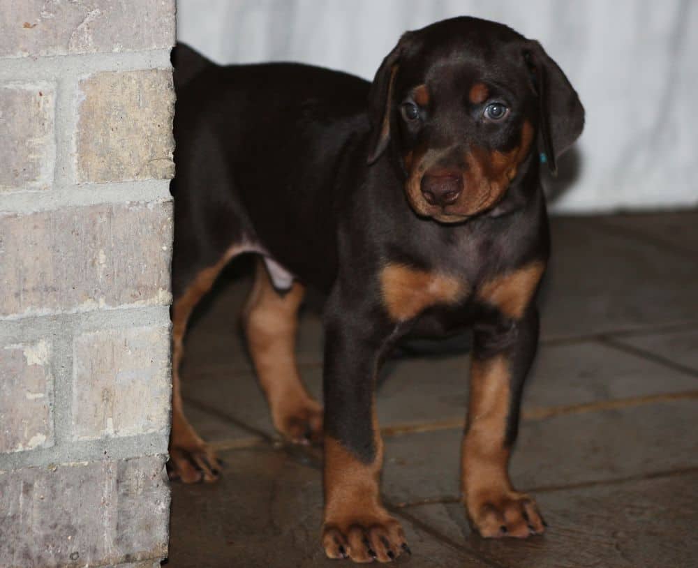 5 week old red and rust male doberman puppy