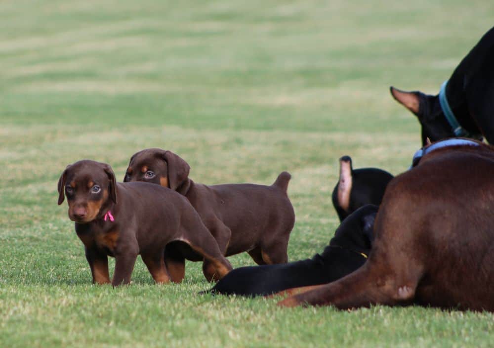 5 week old red and rust / black and rust doberman puppies