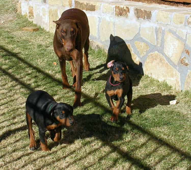 8 week old doberman puppies playing with mom