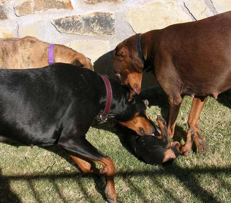 8 week old doberman puppies playing with adult dogs