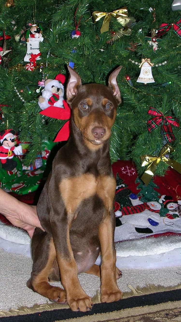 10 week old red rust cropped female doberman puppy at new home