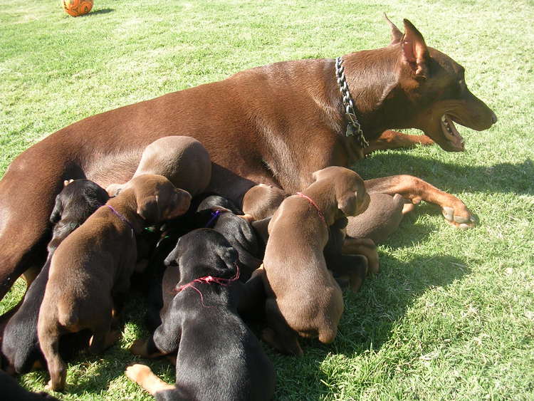 doberman puppies outside with mom