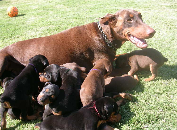 doberman puppies outside with mom