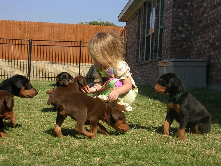 Doberman puppies play with children
