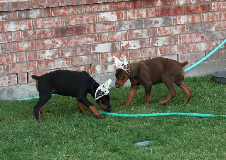 dobie puppy