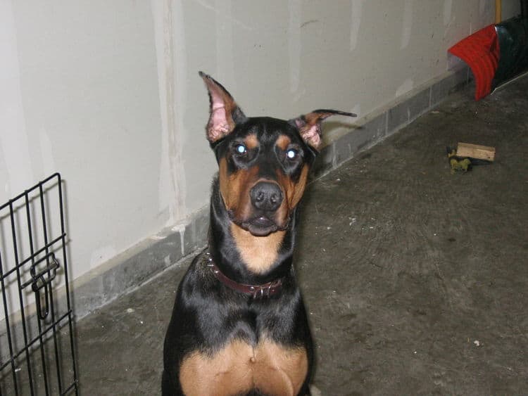 black male doberman