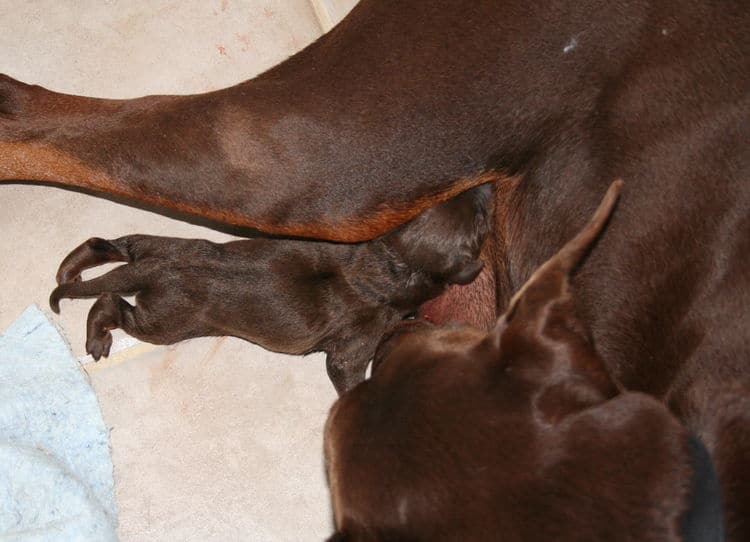 day old doberman puppies