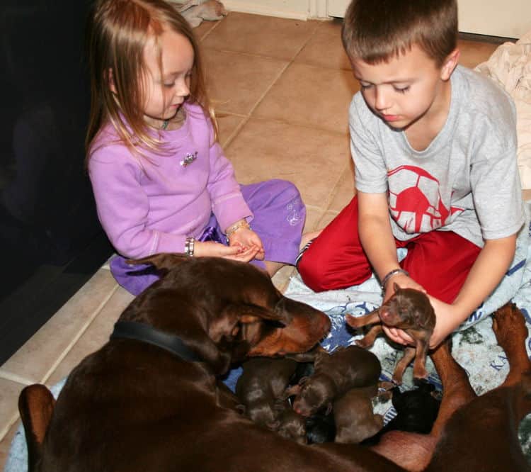 day old doberman puppies