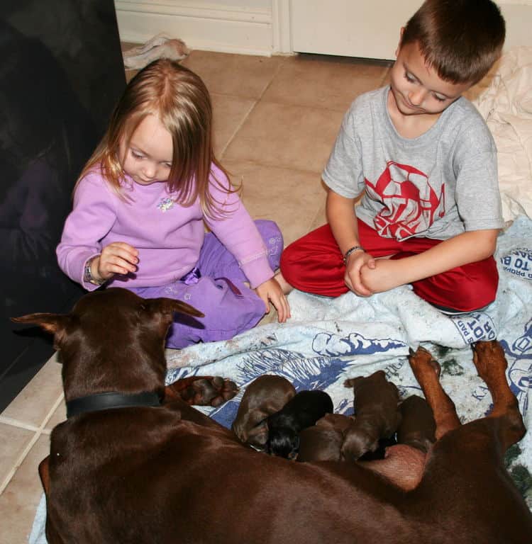 day old doberman puppies