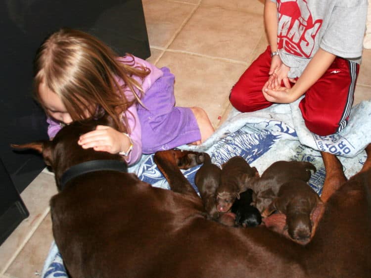 day old doberman puppies