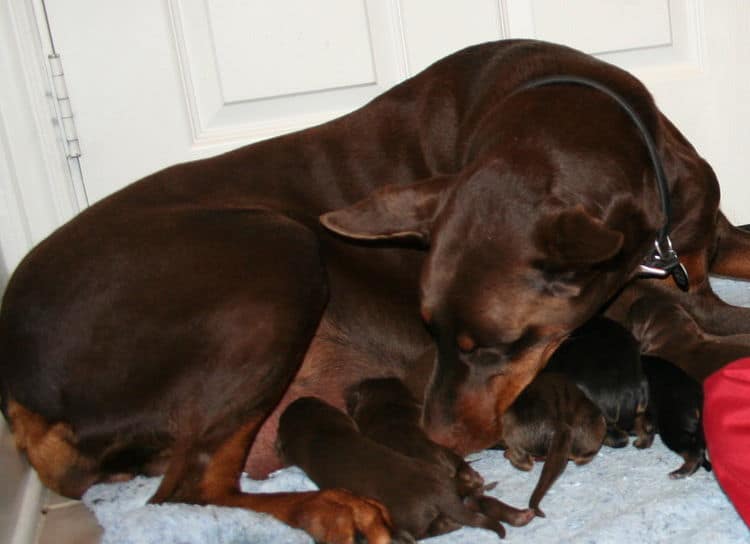 day old doberman puppies