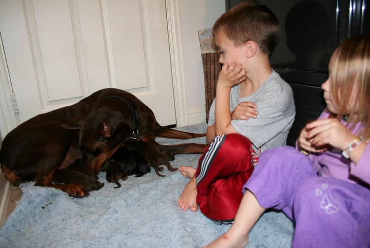 day old doberman puppies