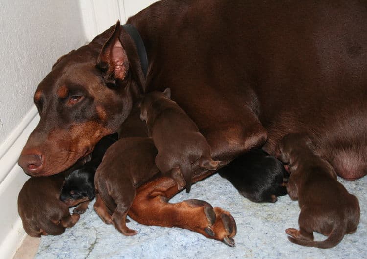 day old doberman puppies