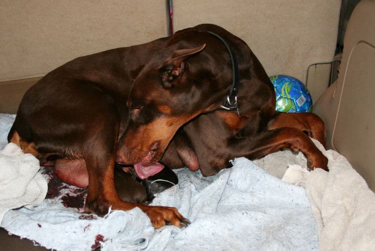 day old doberman puppies