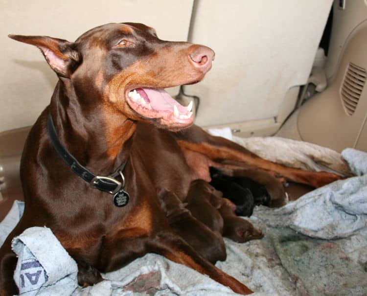 day old doberman puppies