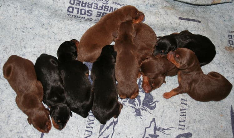 day old doberman puppies