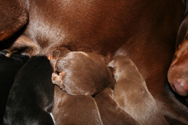 day old doberman puppies