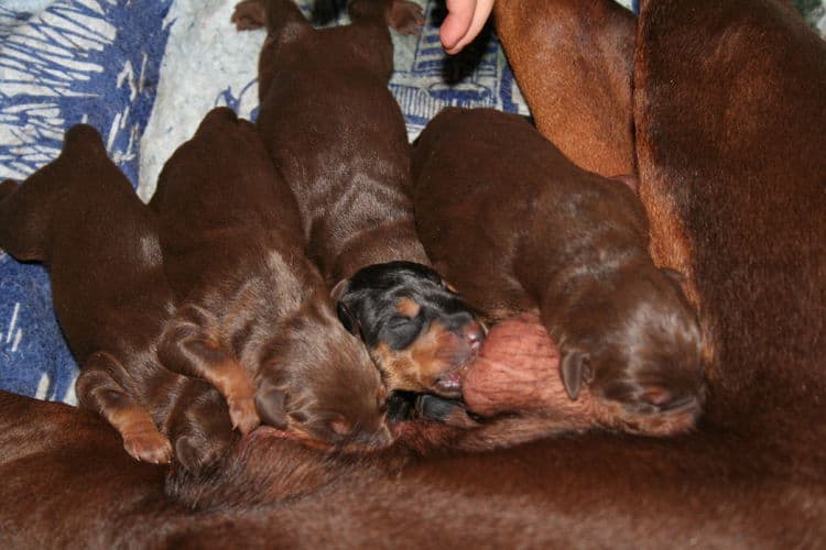 day old doberman puppies