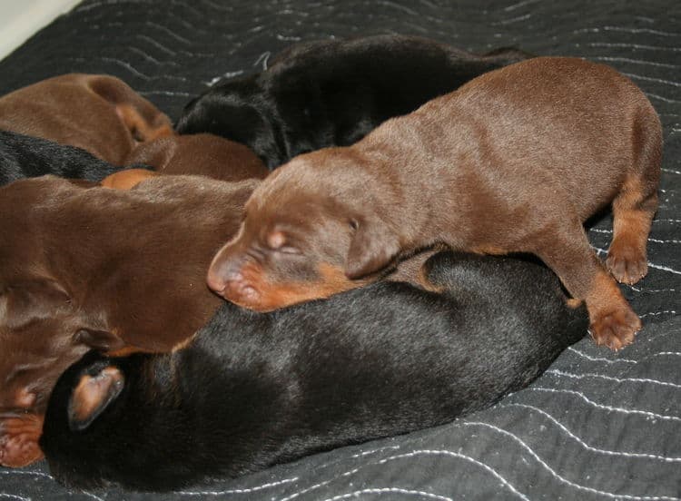 week old doberman puppies