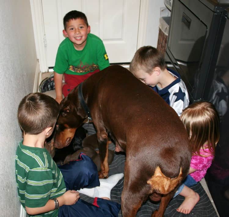 week old doberman puppies