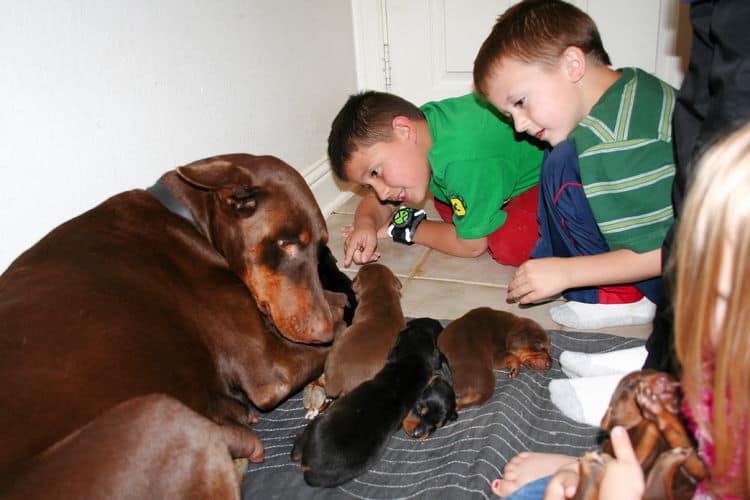 week old doberman puppies