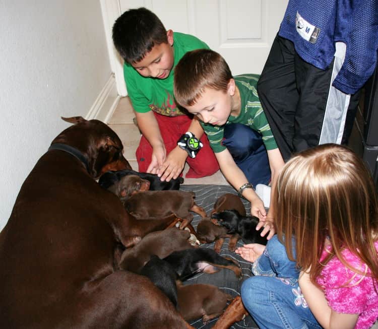 week old doberman puppies