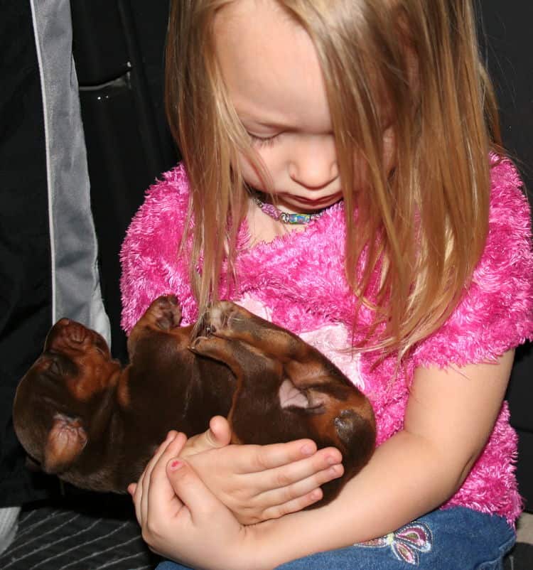 week old doberman puppies