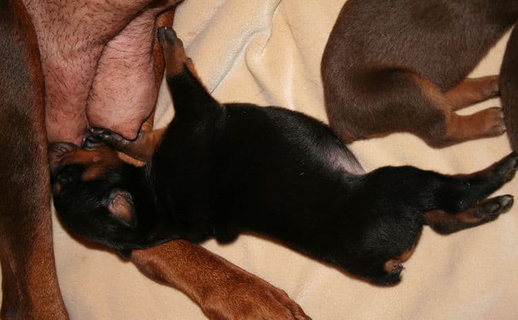 week old doberman puppies