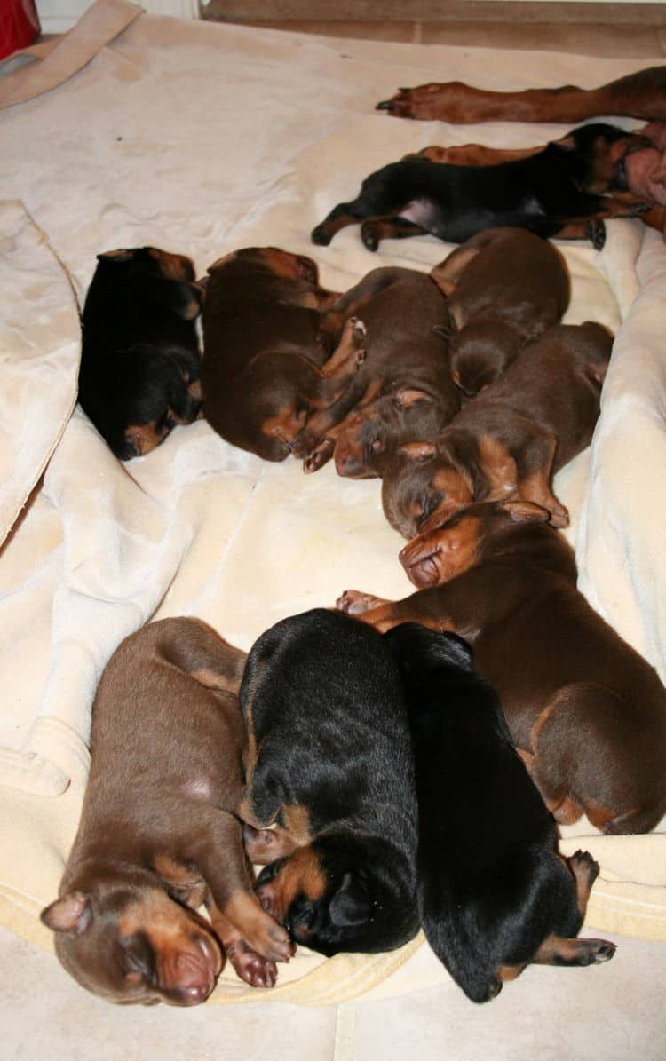 week old doberman puppies