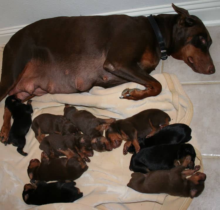 week old doberman puppies