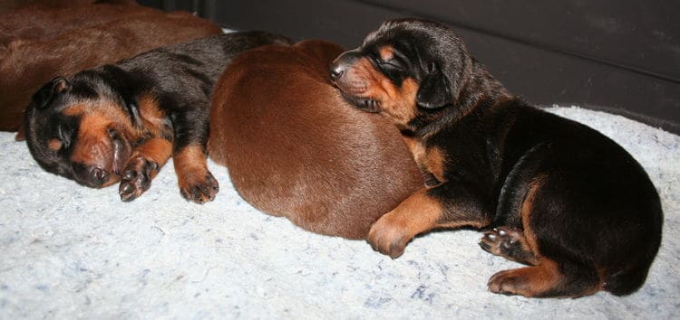 week old doberman puppies