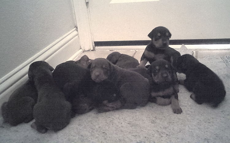 2 week old doberman puppys