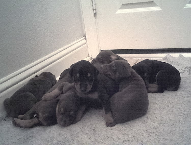 2 week old doberman puppies