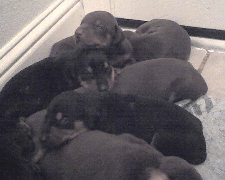 2 week old doberman puppies