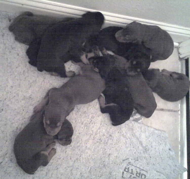 week old doberman puppies