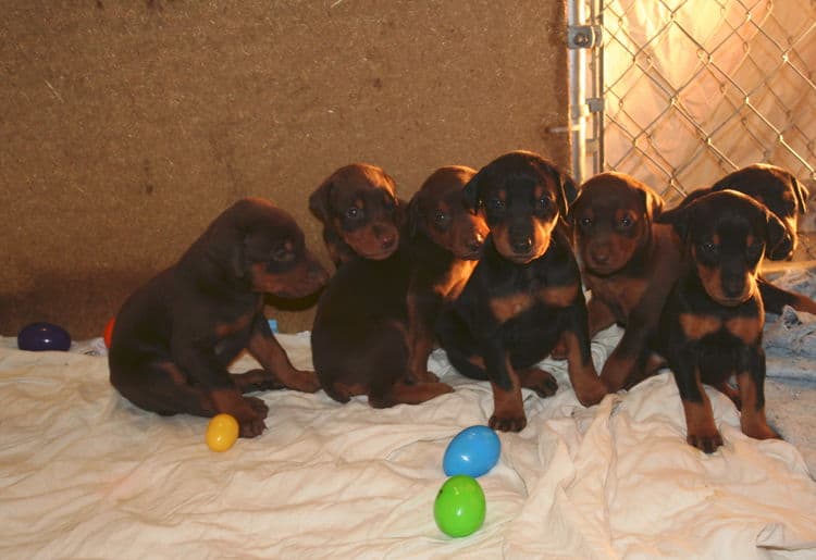 3 week old doberman puppies