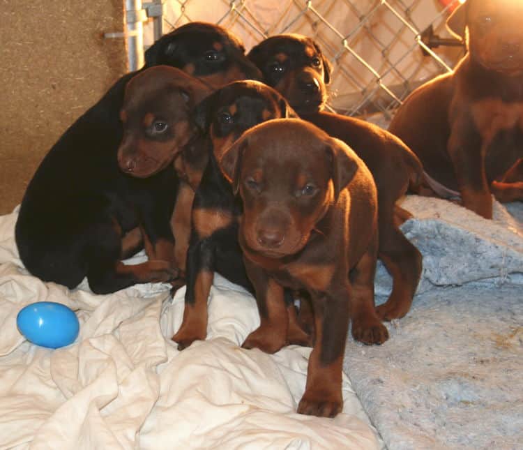 3 week old doberman puppies