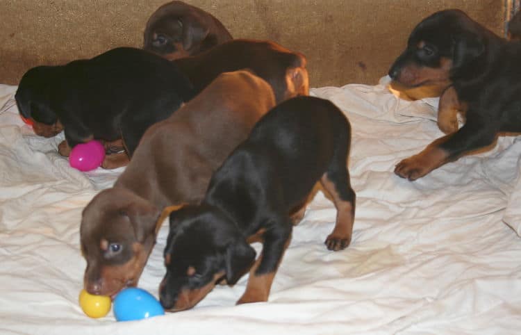 3 week old doberman puppies