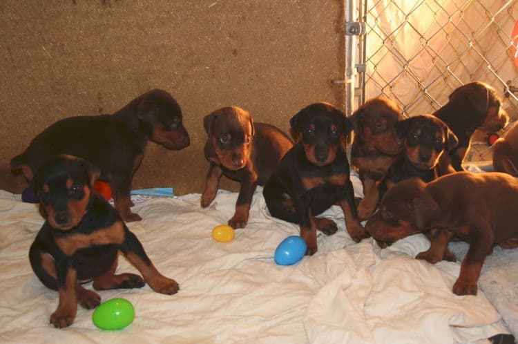 3 week old doberman puppies