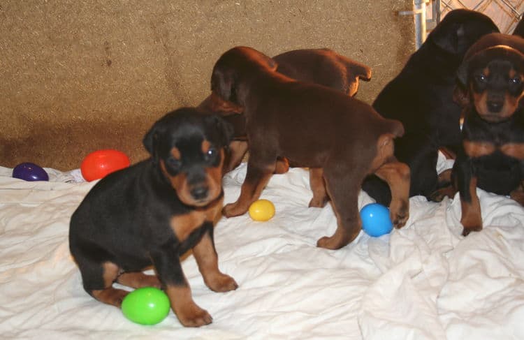 3 week old doberman puppies