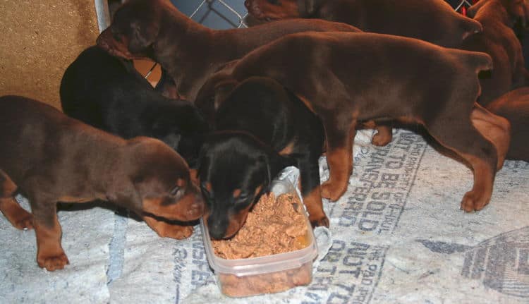 3 week old doberman puppies